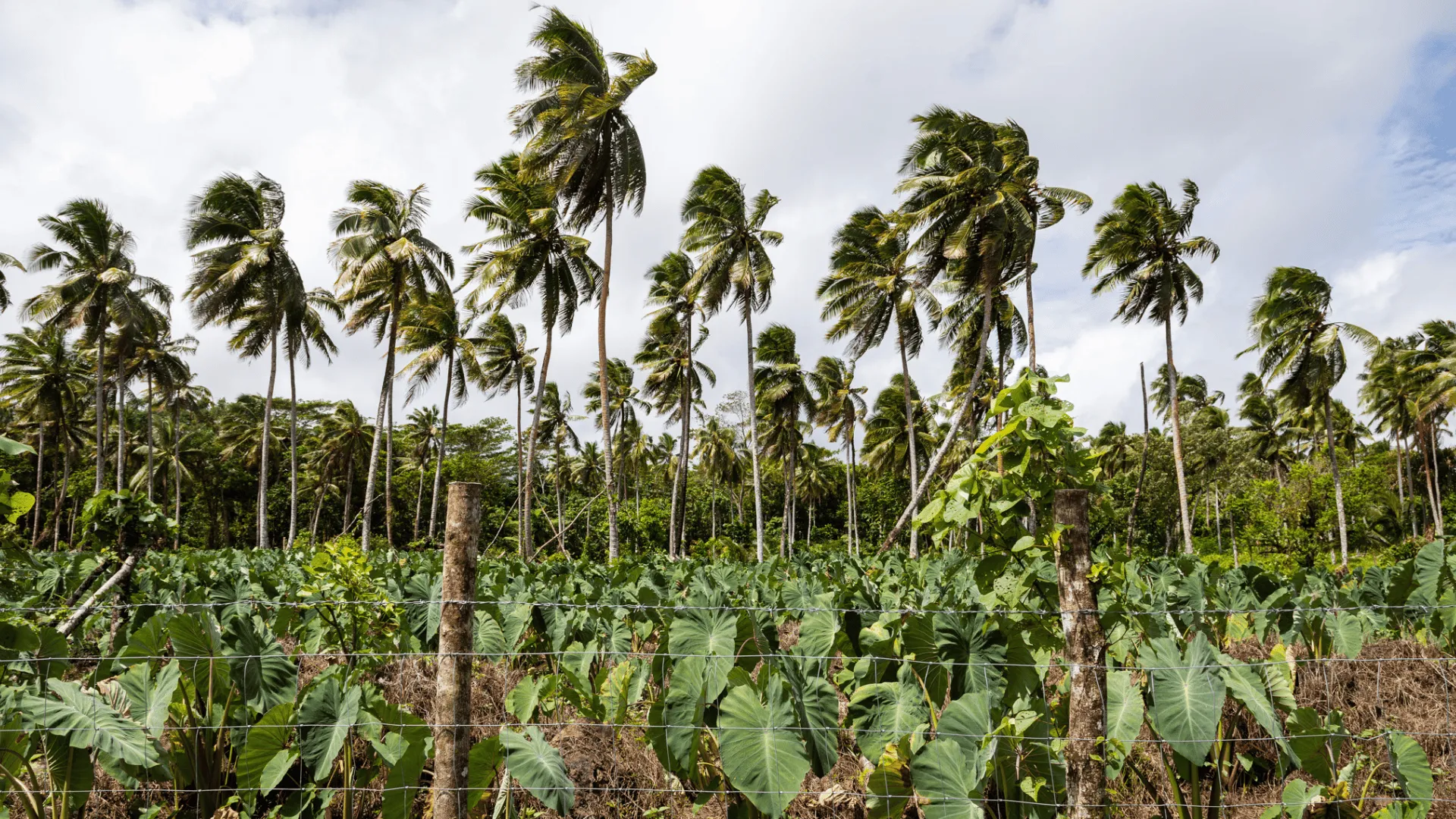 Strong winds bending tall coconut palm trees above a small agricultural plot of leafy crops in a tropical Pacific landscape.