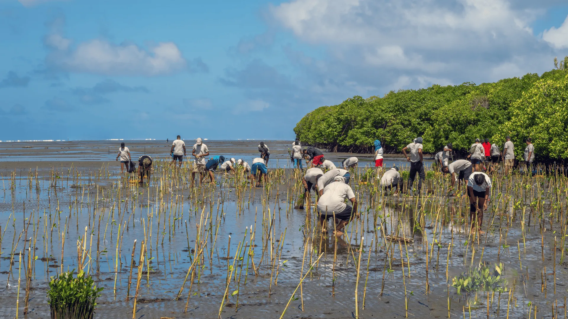A group of people stand along the Suva waterfront in Fiji, planting young mangrove shoots in the coastal mud to help regenerate and extend the shoreline’s mangrove forests.