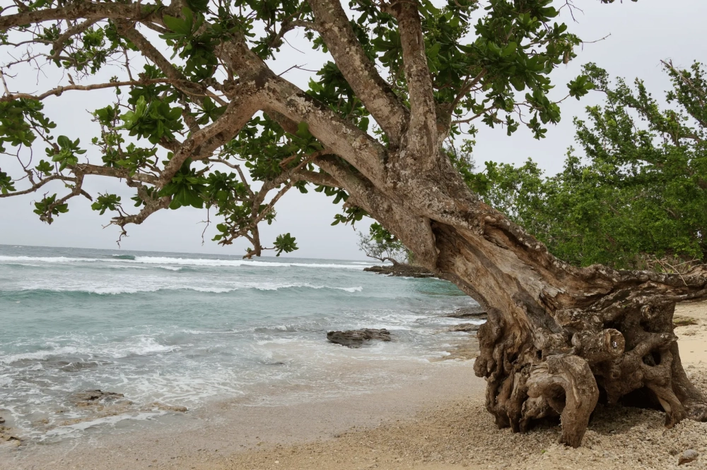 A large, weathered tree with thick, twisted roots leans out over a sandy shoreline, its branches stretching above gentle ocean waves; the sea is choppy under an overcast sky, with patches of greenery and rocks along the coast.