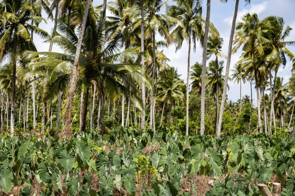 A lush tropical landscape with a dense grove of tall coconut palms rising above a cultivated field of large green taro leaves. Sunlight filters through the trees beneath a partly cloudy sky, highlighting the rich vegetation typical of a Pacific Island environment.