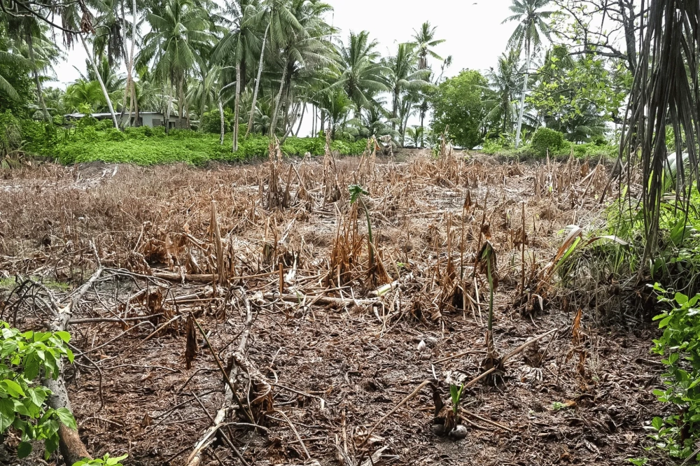 A cleared, muddy field covered with dry, brown plant stalks and organic debris, surrounded by dense tropical vegetation and tall coconut palm trees.